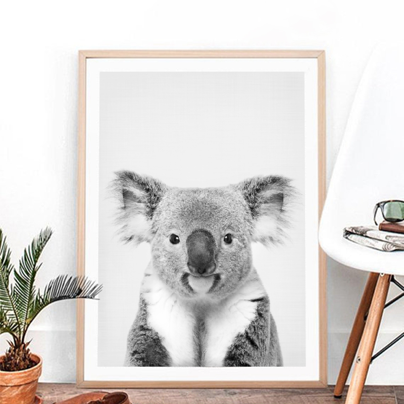 Koala Stampa Immagine in bianc - Photography Zoo recensione e prezzo